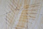 Zamites feneonis BRONGNIART - Bild &copy; FossNet FossilienStore